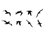 Flying Albatross Silhouette Free Vector