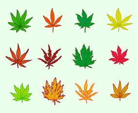 Japanese Maple Leaves