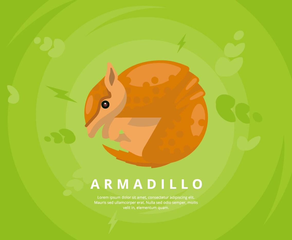 Armadillo Illustration