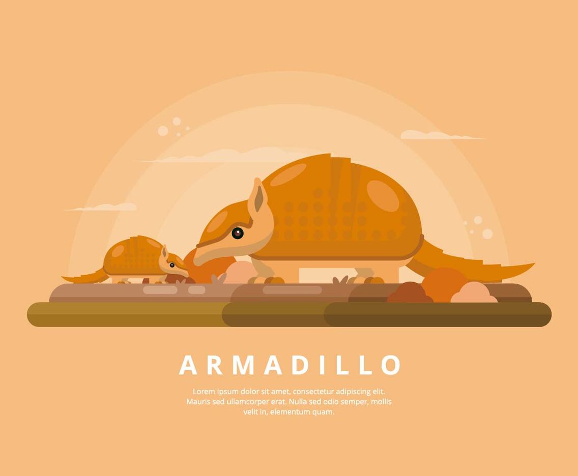 Armadillo Illustration