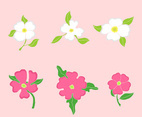 Dogwood Flowers
