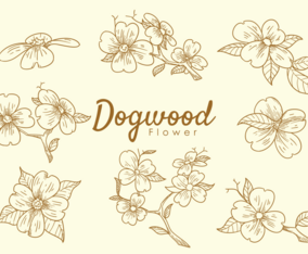 Dogwood Flowers