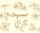Dogwood Flowers
