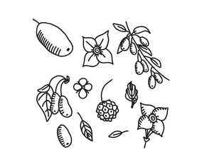 Black  White Dogwood Flowers and Seed Vectors