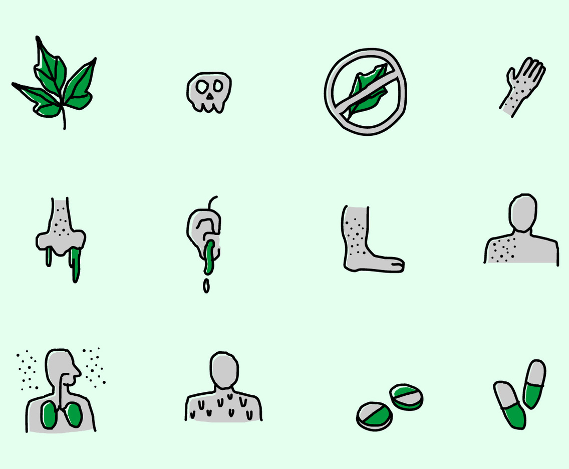 Poison Ivy Infographic Vector