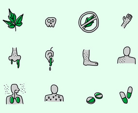 Poison Ivy Infographic Vector