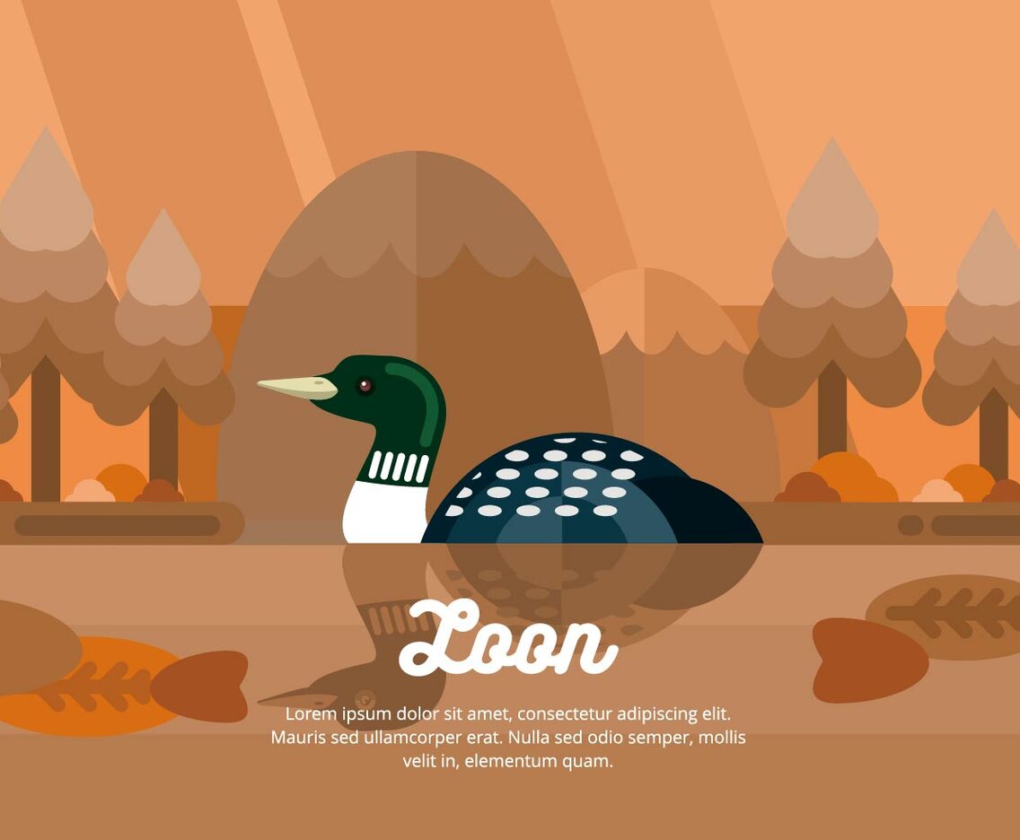 Loon Illustration