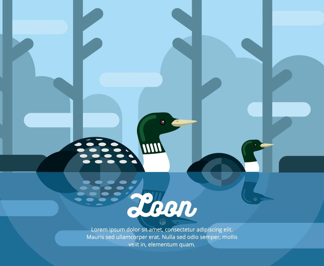 Loon Illustration