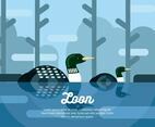 Loon Illustration