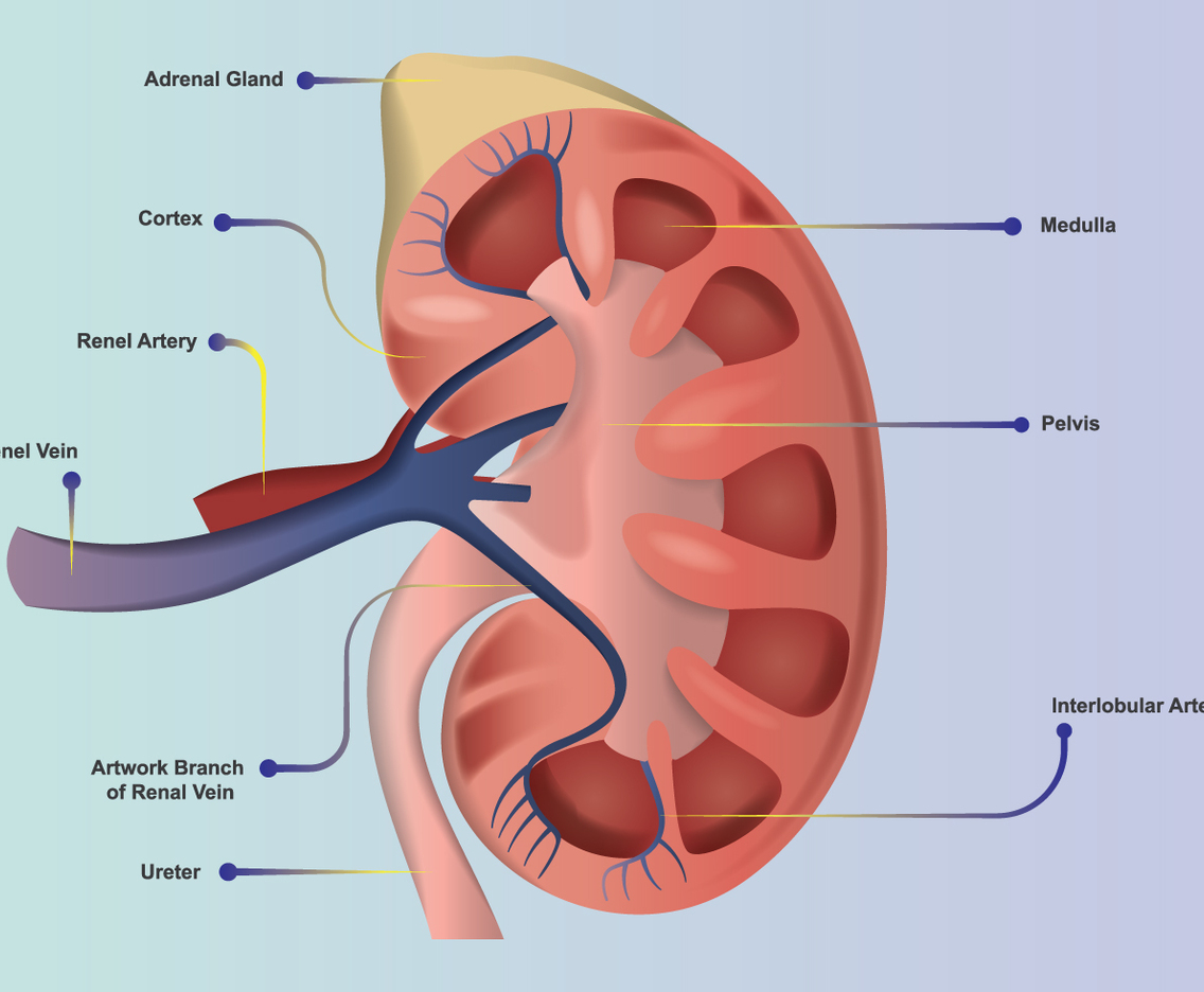 Kidney Anatomy