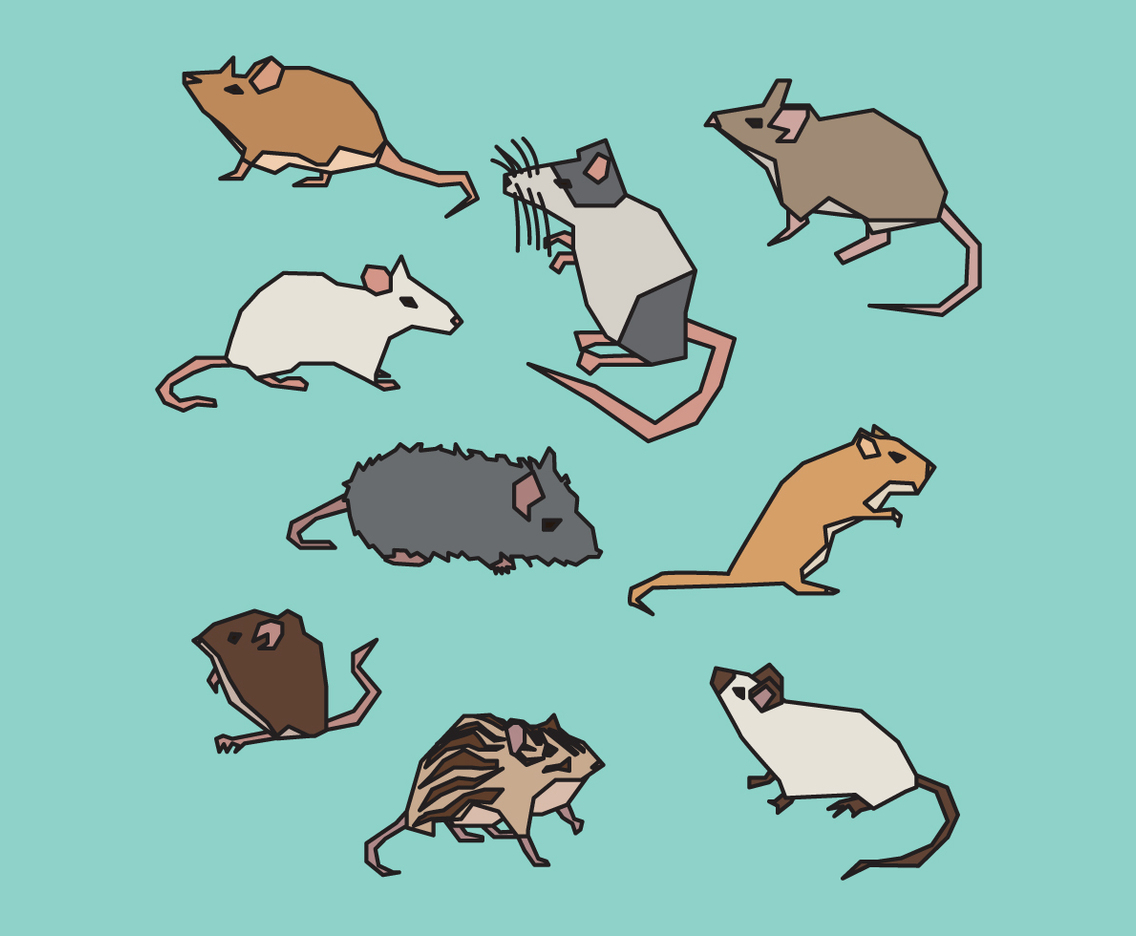 Rodent Species