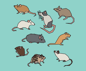 Rodent Species