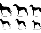 Whippet Silhouettes