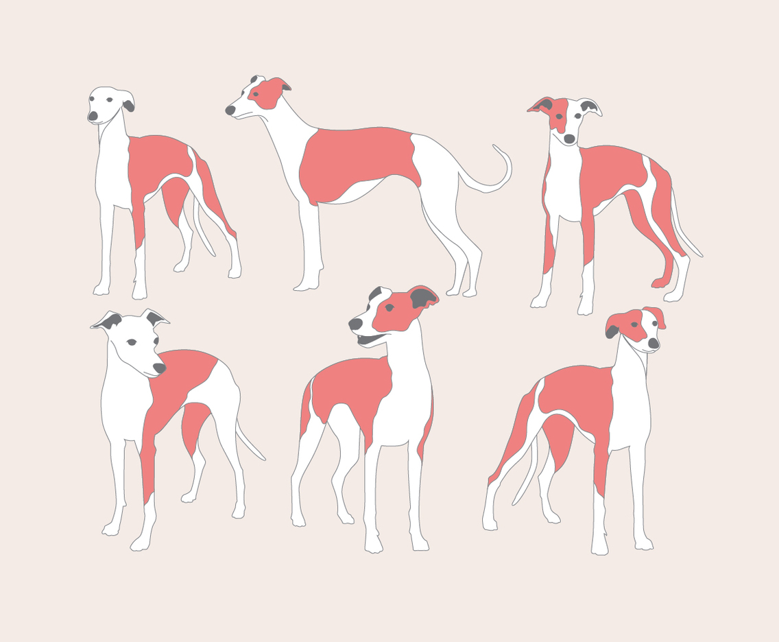 Whippet Vector
