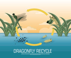Dragonfly Lifecycle Vector Illustration