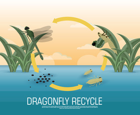 Dragonfly Lifecycle Vector Illustration