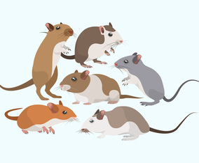 Mouse Rodents Vector Collection