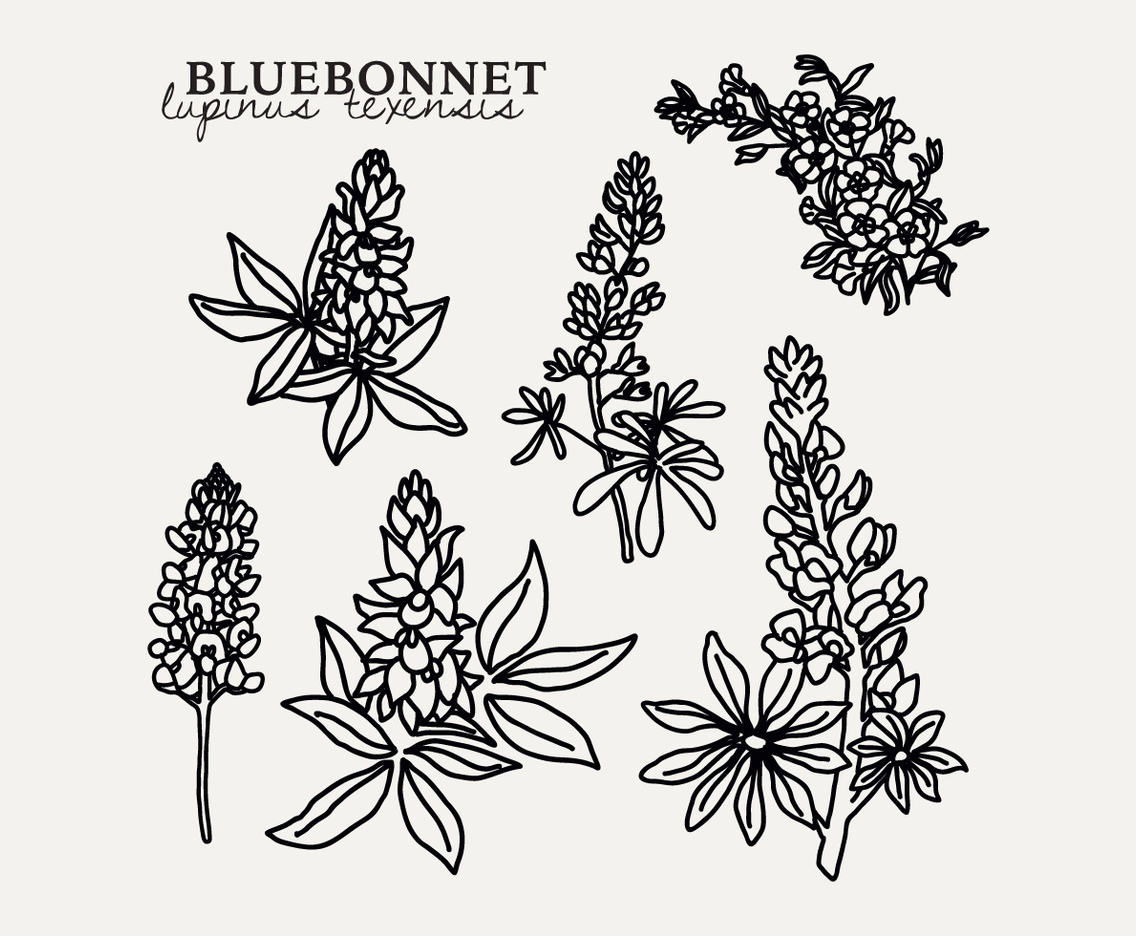 Botanical Bluebonnet