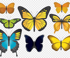 Colorful Butterflies