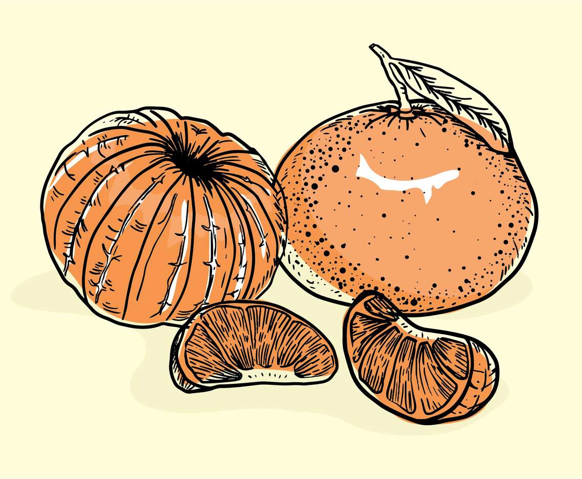 Clementine Hand Drawn Vector
