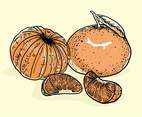 Clementine Hand Drawn Vector