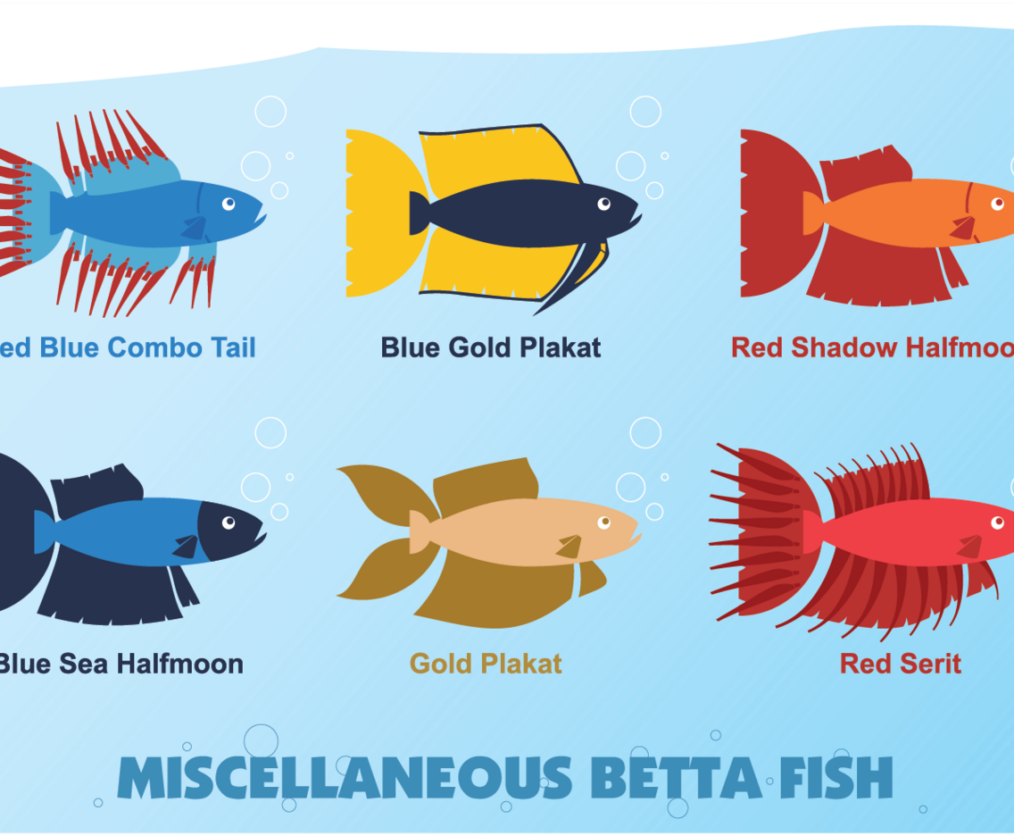 Miscellaneous Betta Fish vector