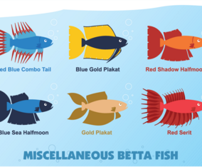 Miscellaneous Betta Fish vector