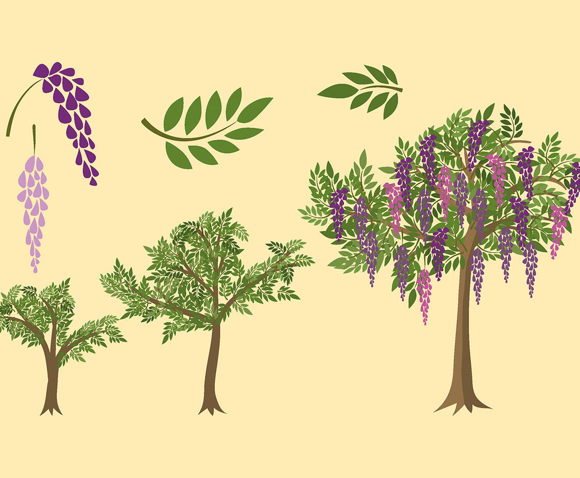 Wisteria Plant Grow Free Vector