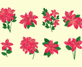 Rhododendron Vector