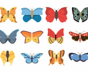 Butterflies Icon