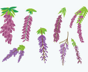Wisteria Vecor