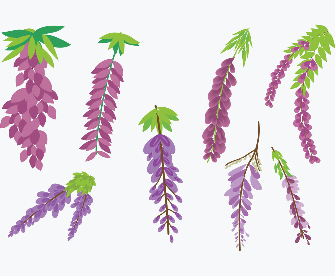 Wisteria Vecor