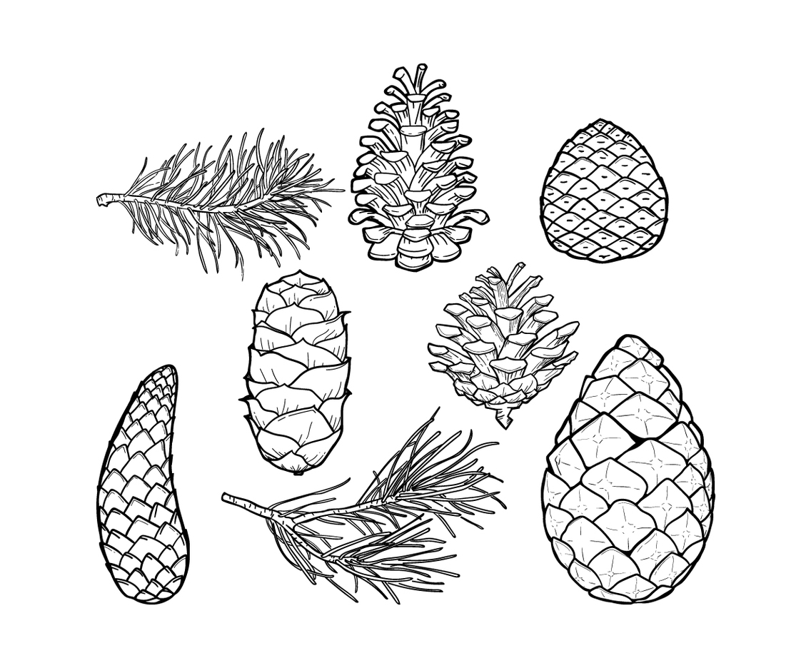Pine Cones Leaf Vector