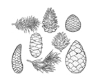 Pine Cones  Leaf Vector