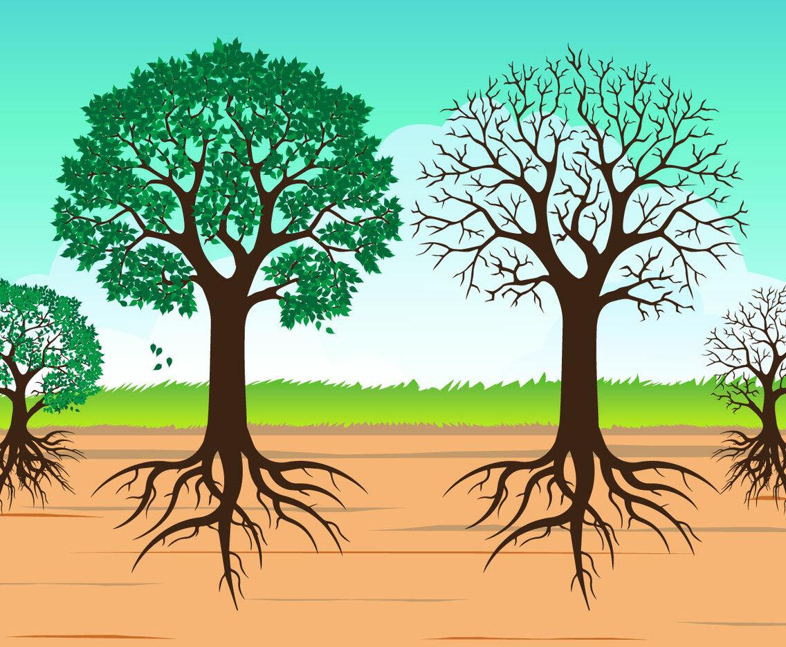 Vector Tree with Roots Isolated on White