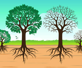 Vector Tree with Roots Isolated on White