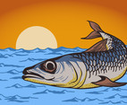 Sardine Fish Background