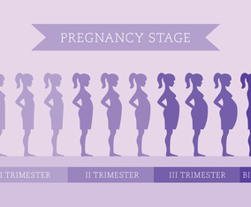 Pregnancy Stage