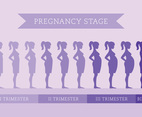 Pregnancy Stage