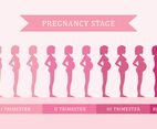 Pregnancy Stage