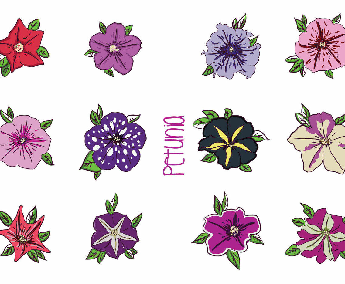 Various Petunia Flower Vectors