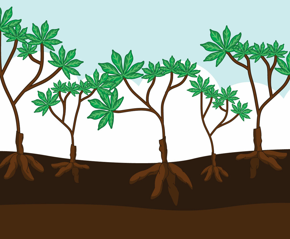 Cassava Plants Vector