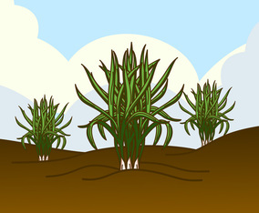 Wild Lemongrass Plant Vector
