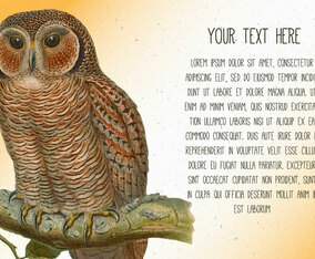 Vintage Owl Text Template