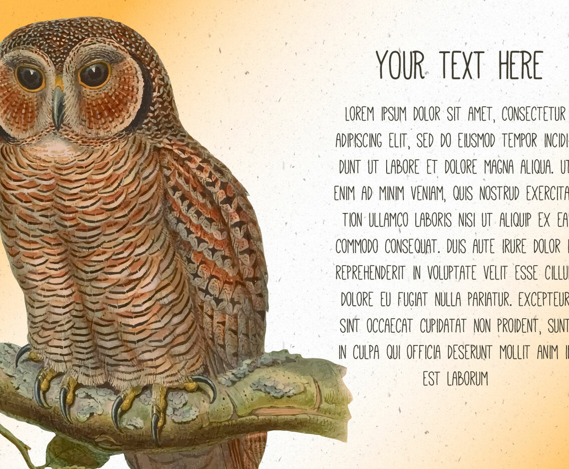 Vintage Owl Text Template