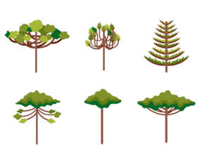 Araucaria Illustration