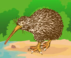 Free Kiwi Bird Vector Illustration