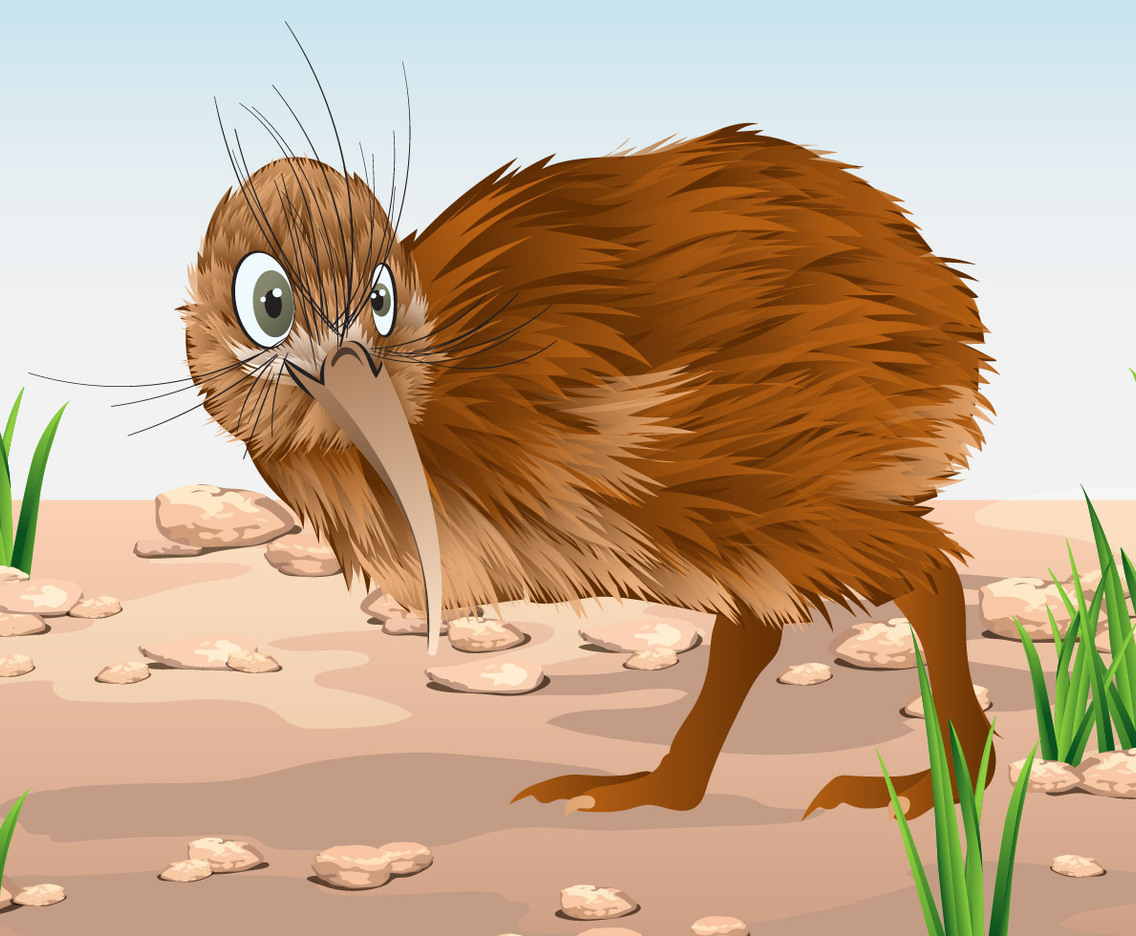 Kiwi Bird