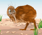 Kiwi Bird