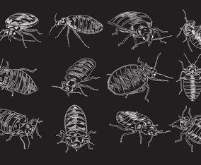 Bed Bug Illustration Set